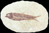 Knightia Fossil Fish - Wyoming #60880-1